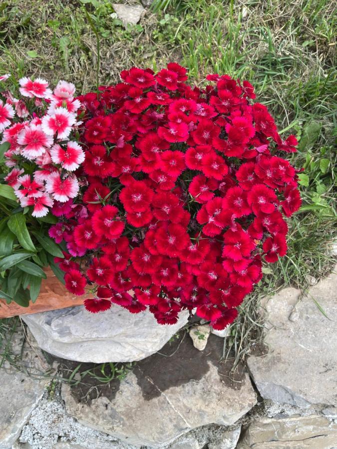 לז אור L Alpin Bel Appartement Avec Terrasse Dans Vieille Ferme De Montagne Renovee מראה חיצוני תמונה